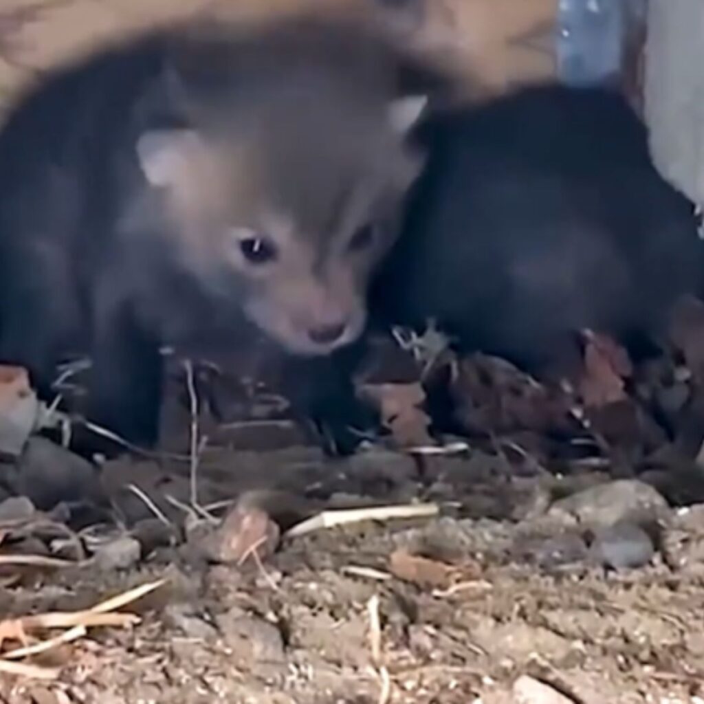 hidden baby foxes