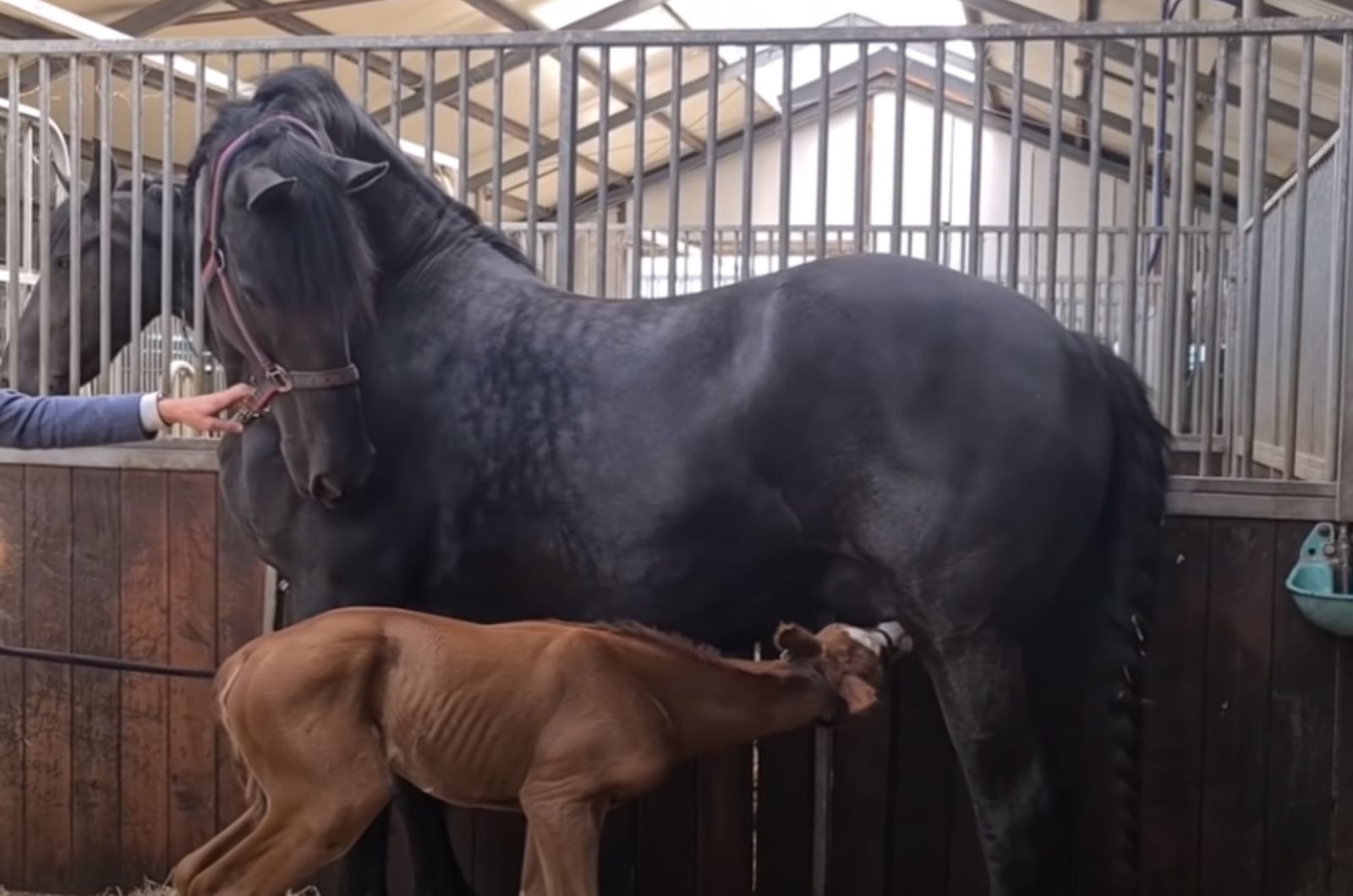 horse nursing baby horse