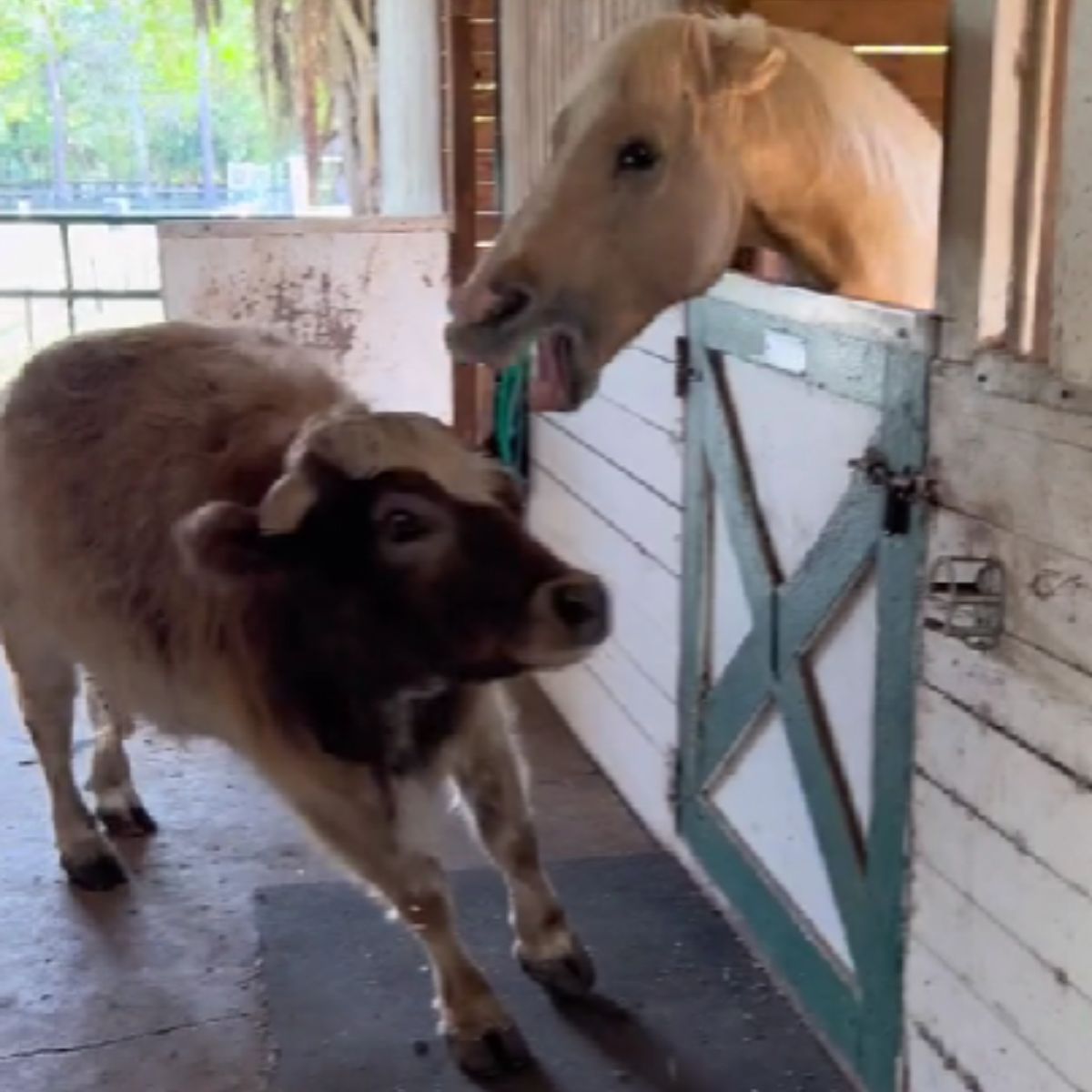 horse tries to bite cow