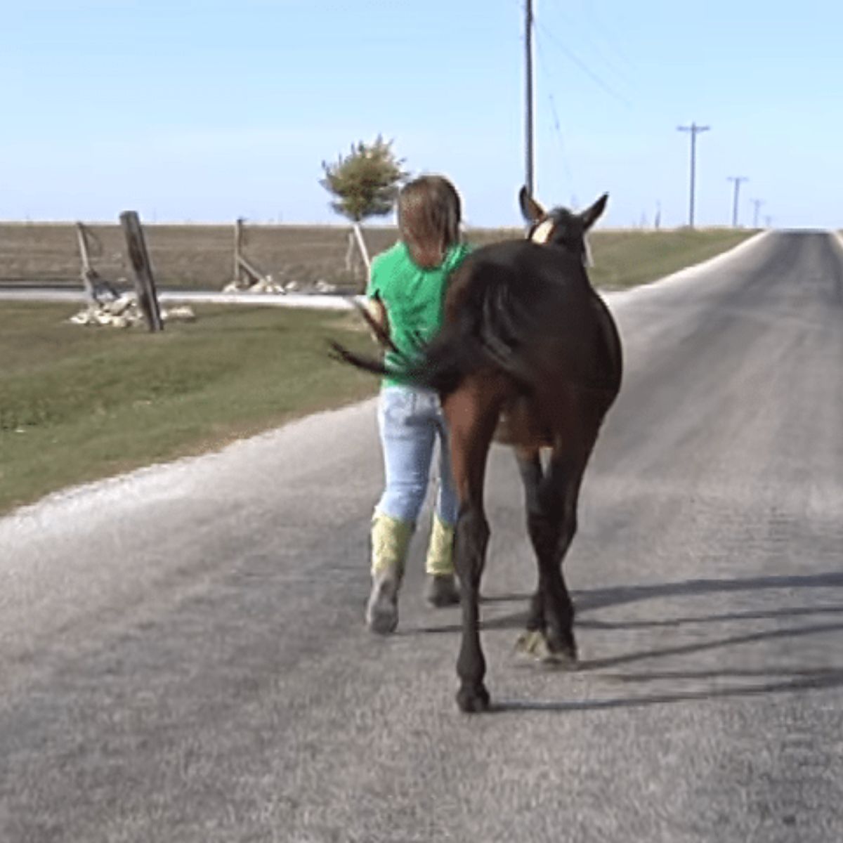 horse walking with woman