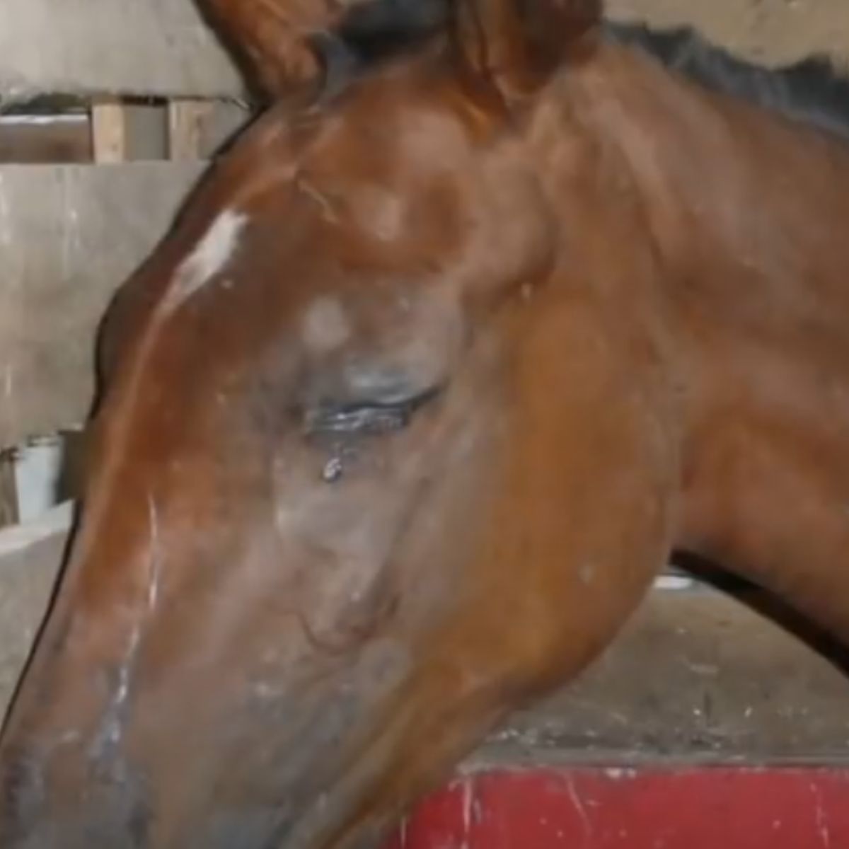 horse with closed eyes