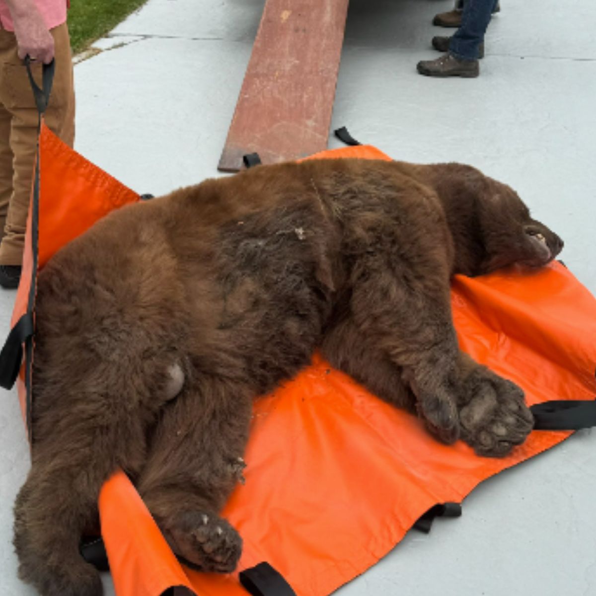 injured bear lying