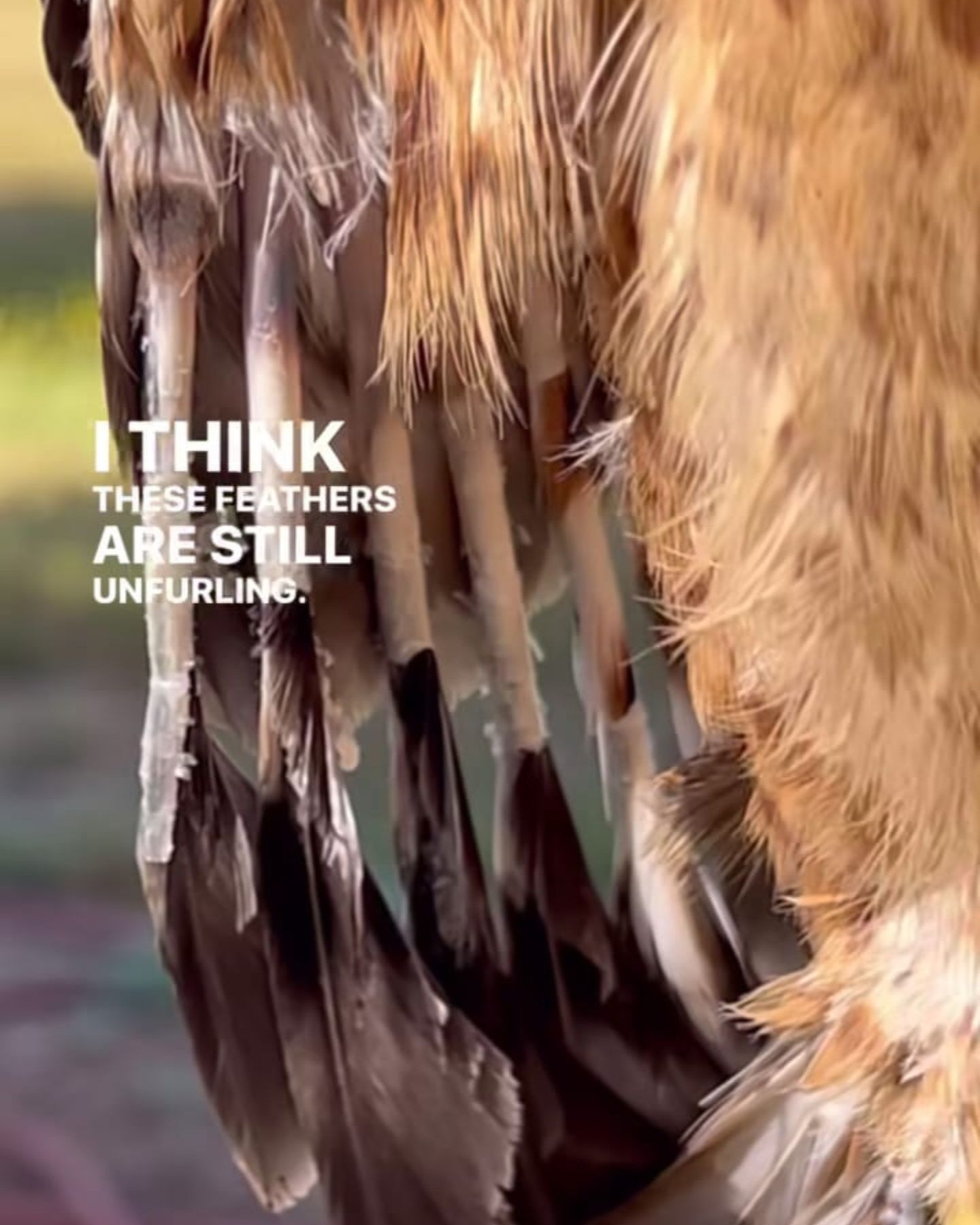 injured hawk feathers