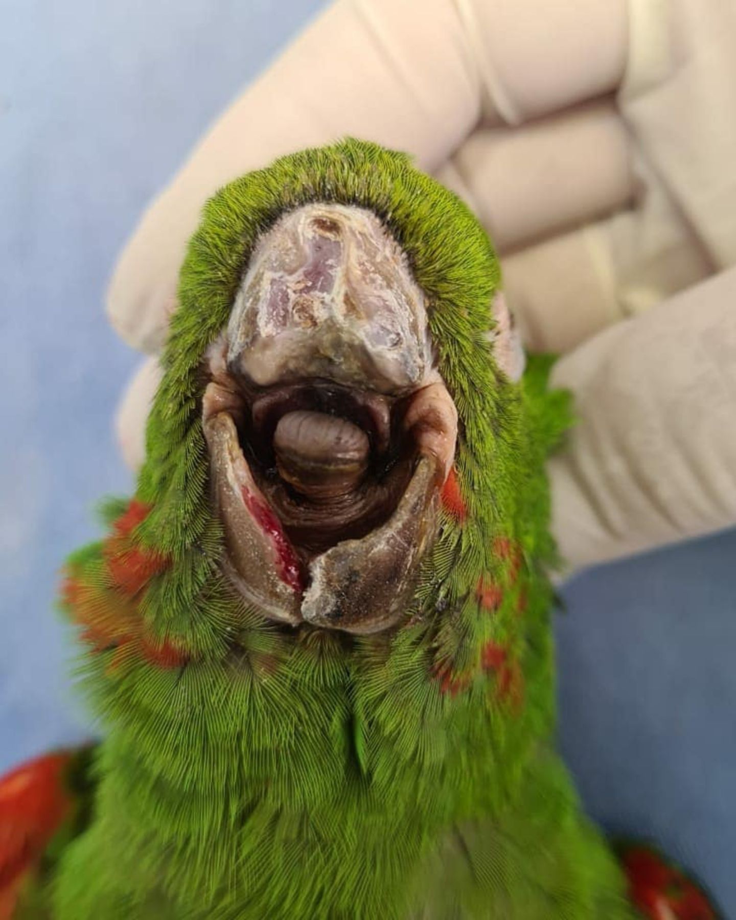 injured parrot