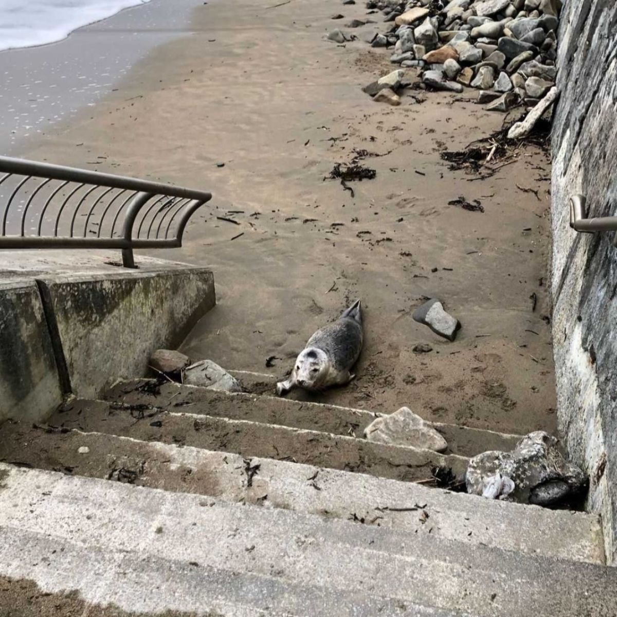 injured seal