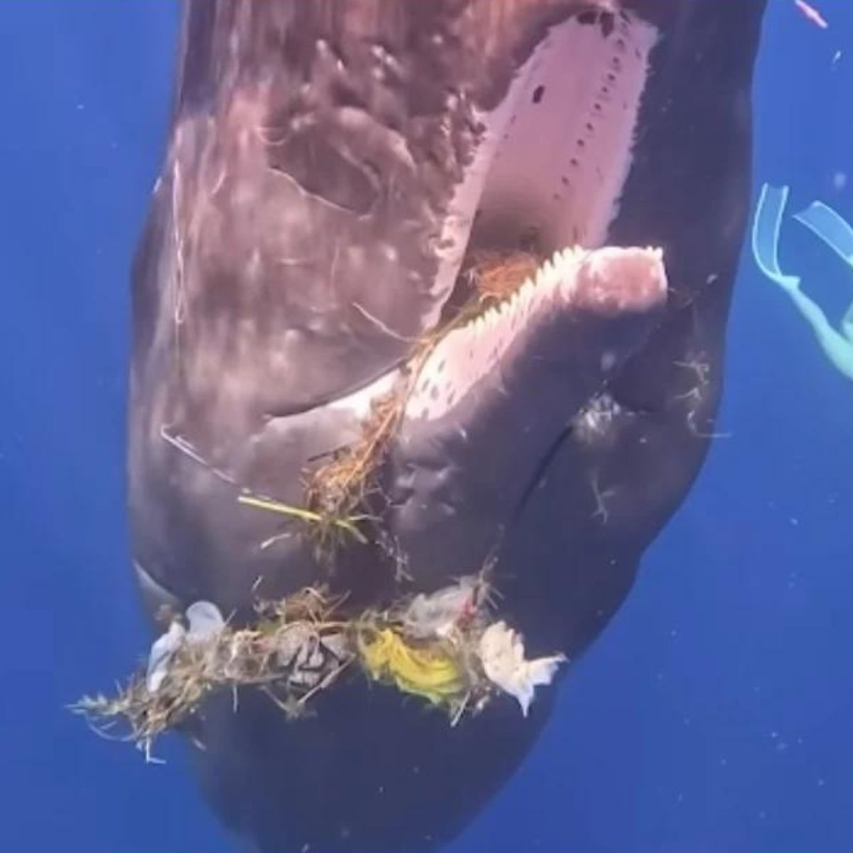 injured whale