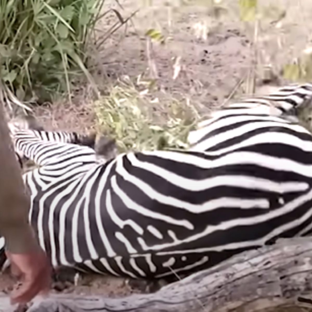 injured zebra lying