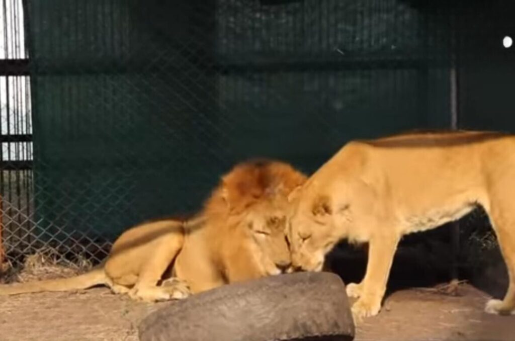 lion and lioness cuddle