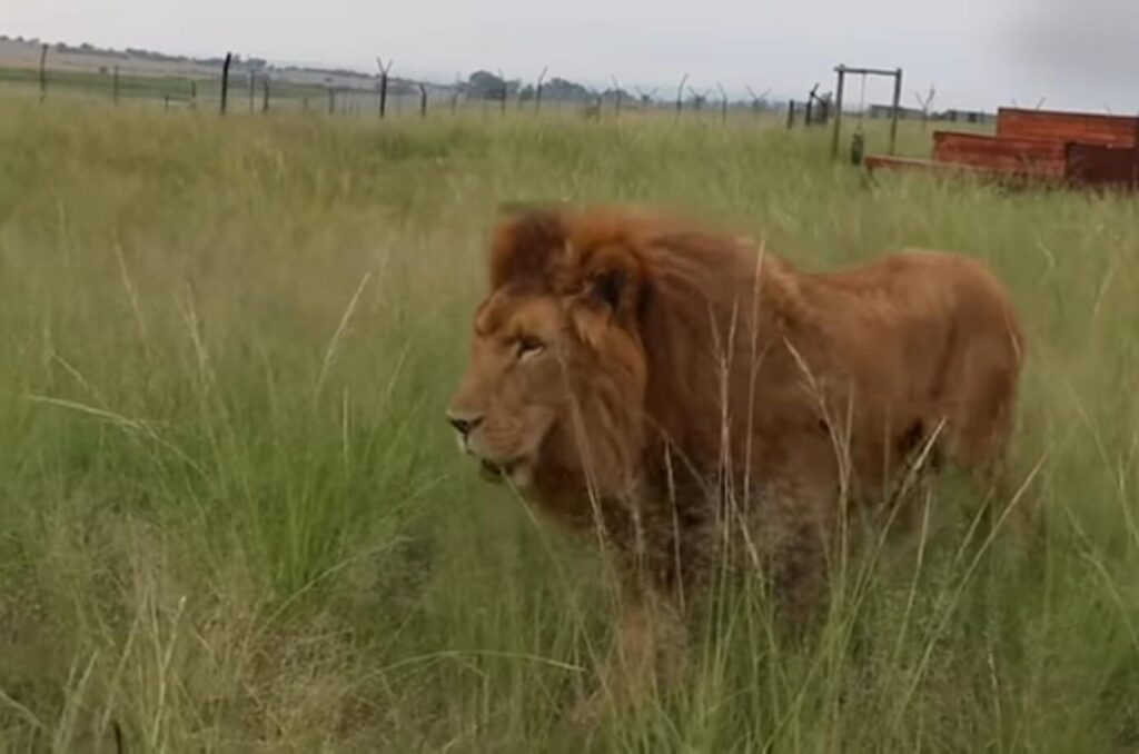 lioness in the field