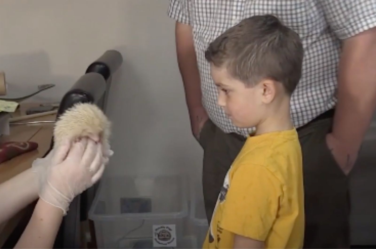 little boy looking at hedgehog