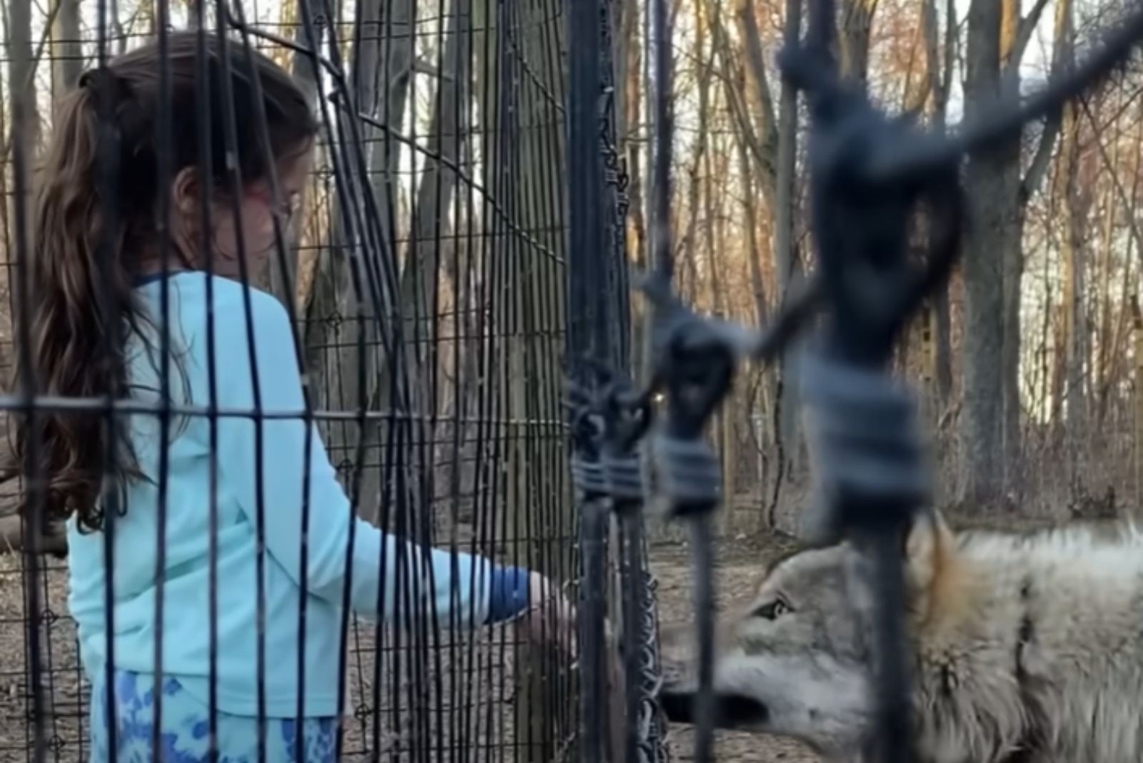 little girl feeding wolf dog through fence