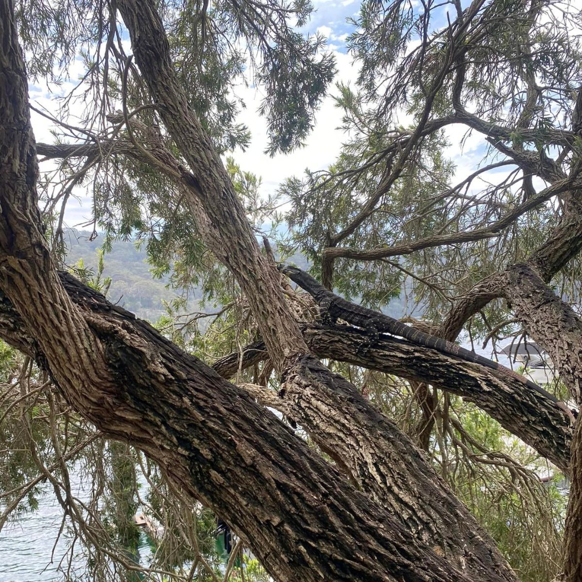 lizard on tree