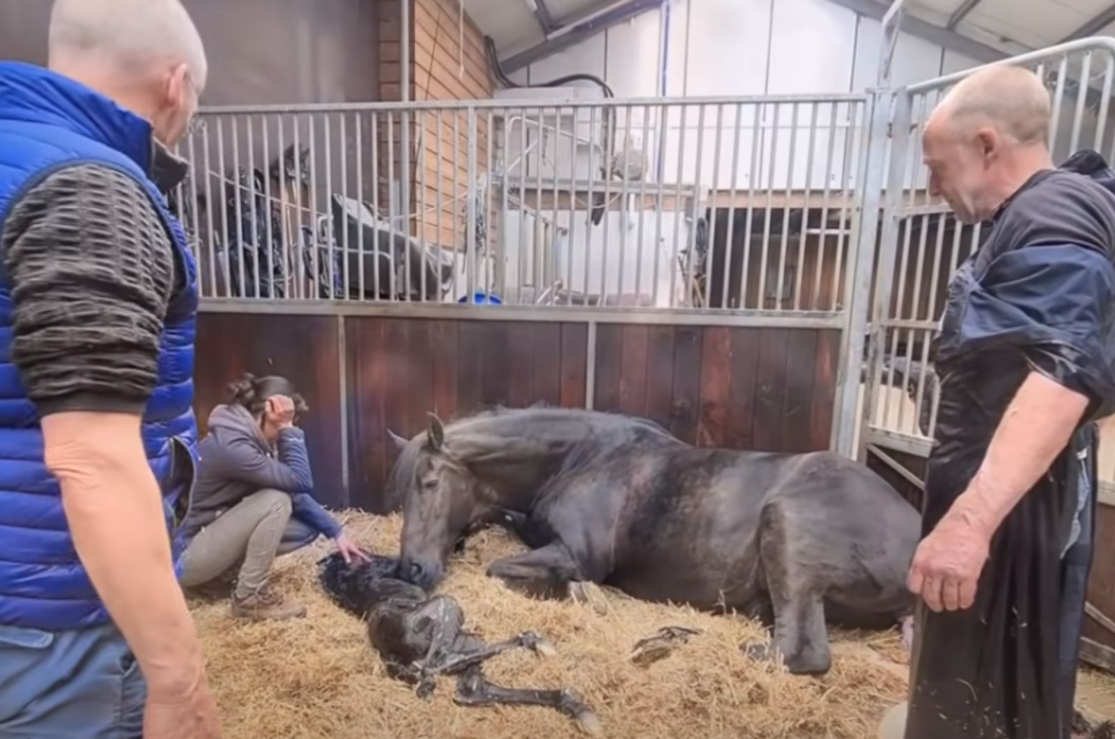 mama horse lying next to baby horse