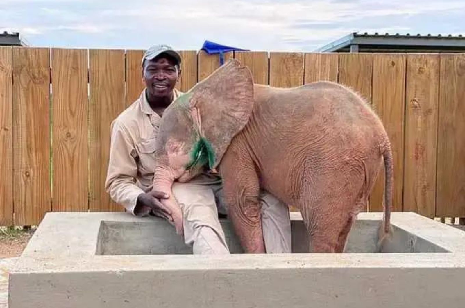 man and baby elephant