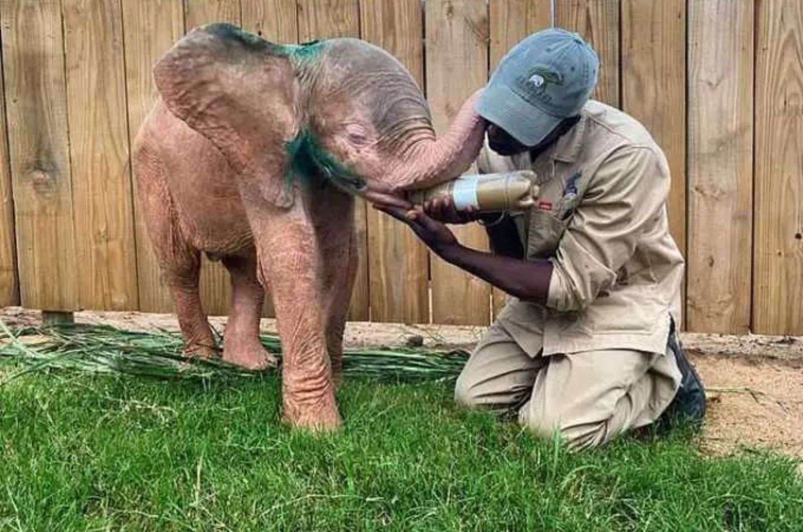 man feeding baby elephant