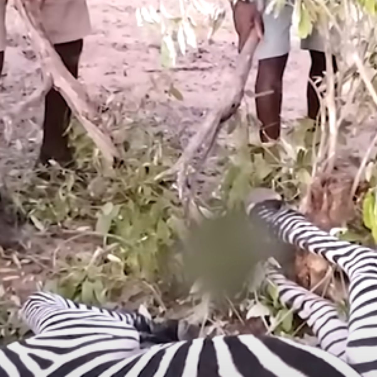 man helping with two sticks