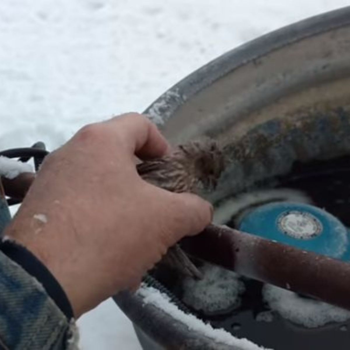 man helping the bird