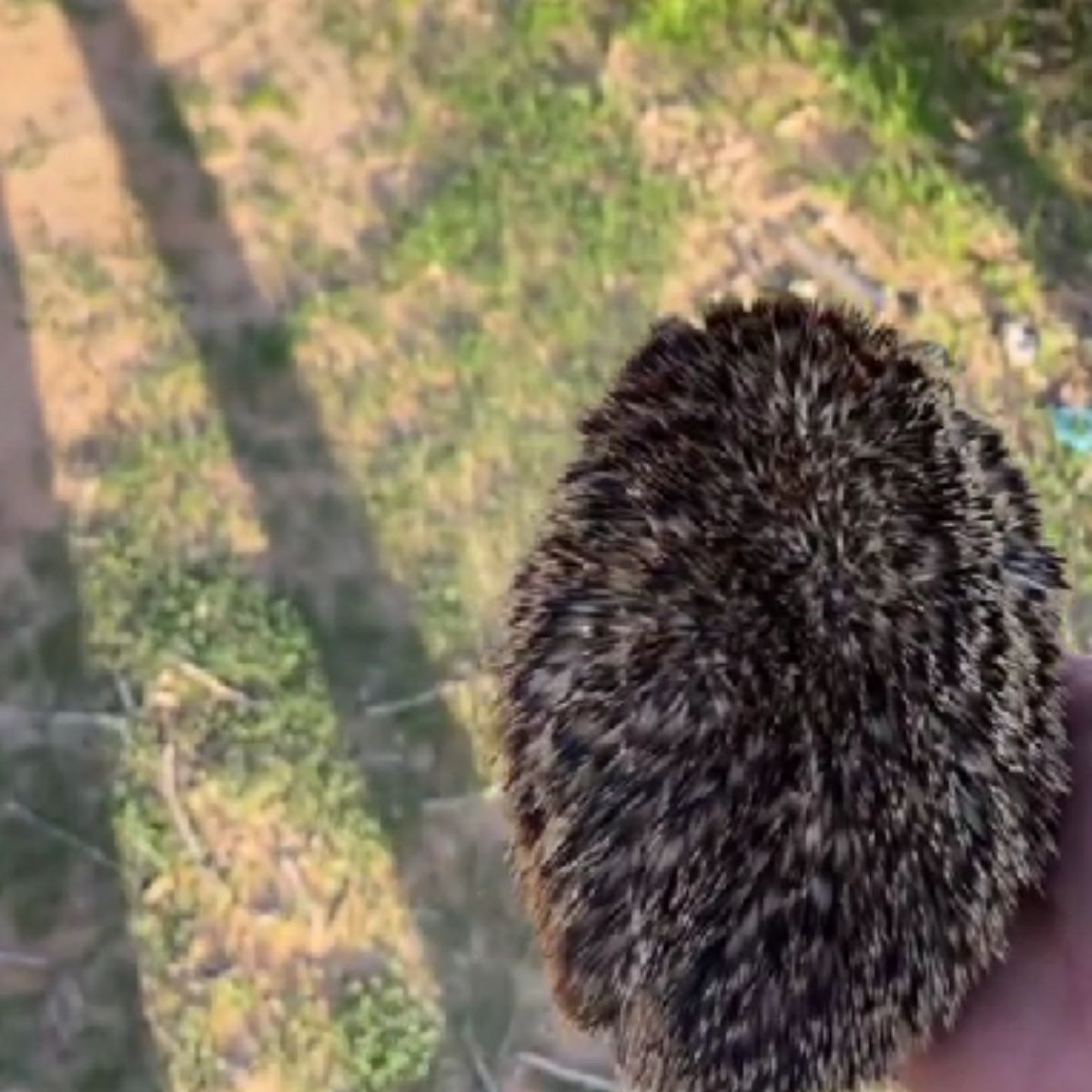 man holding hedgehog