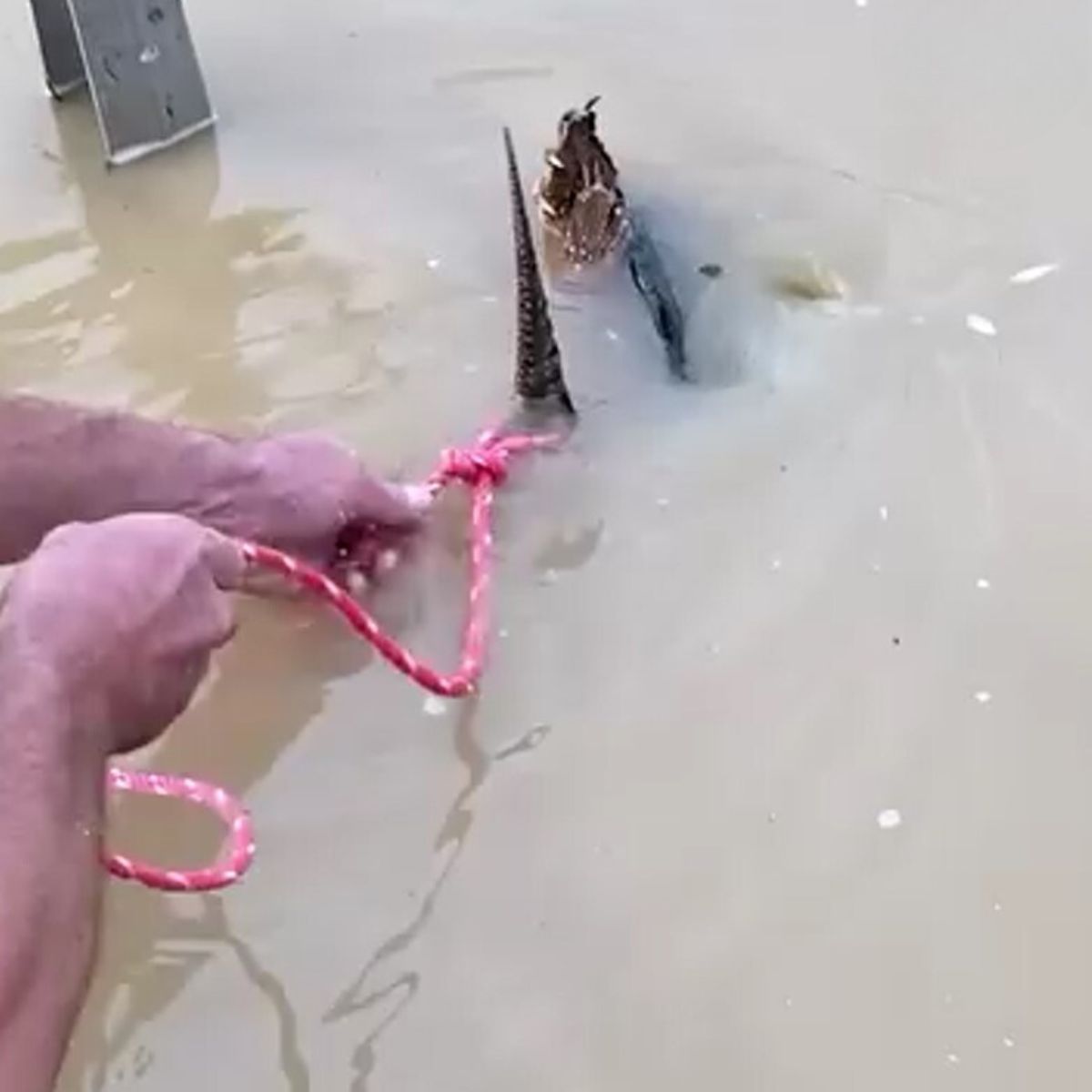 man holding rope on a creature