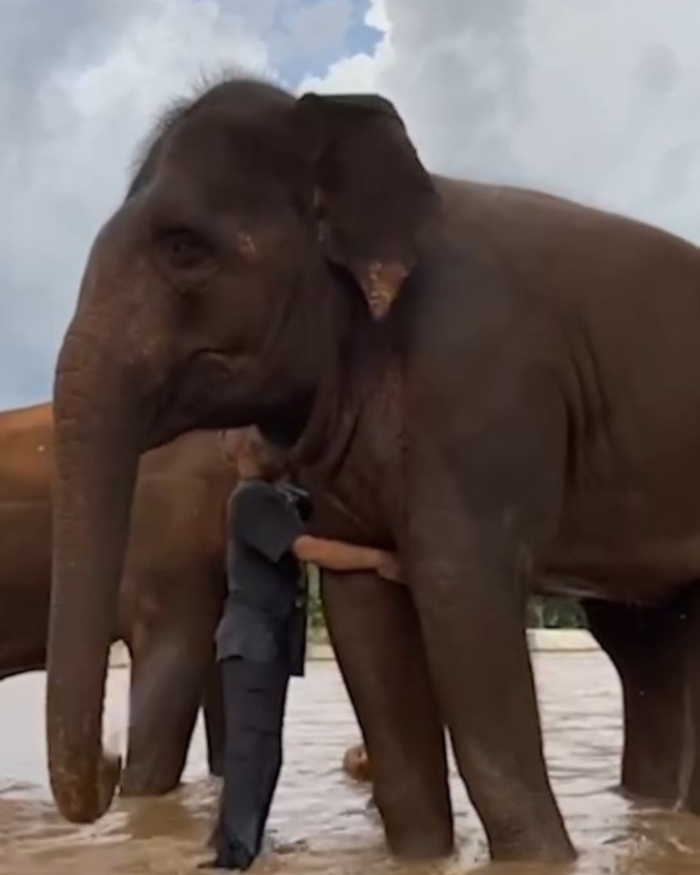 man hugging elephant