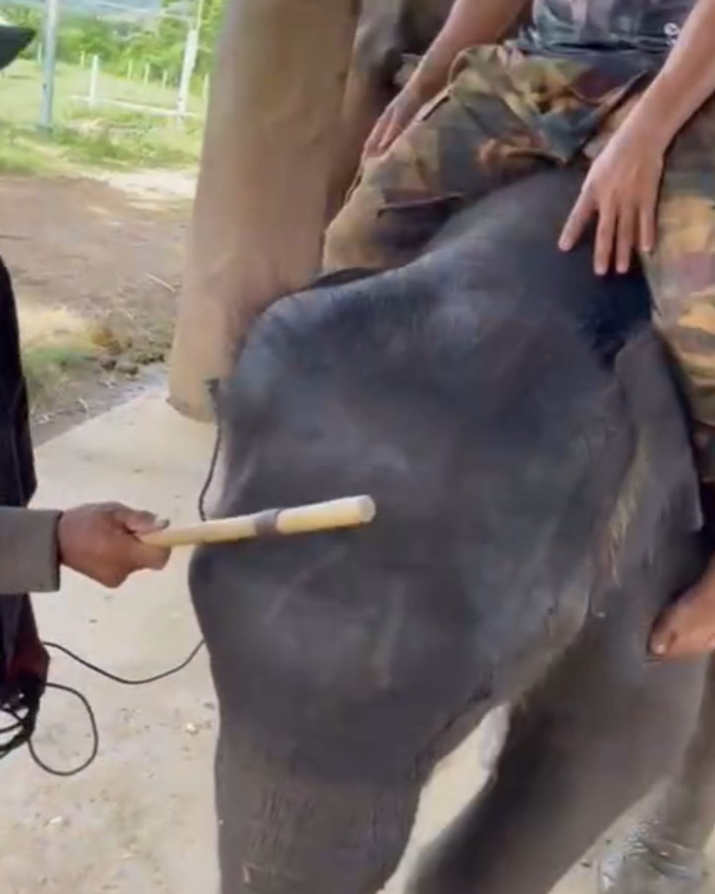 man on elephant