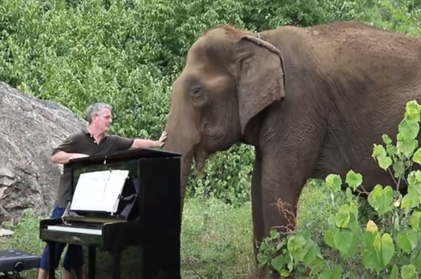 man playing piano for elephant