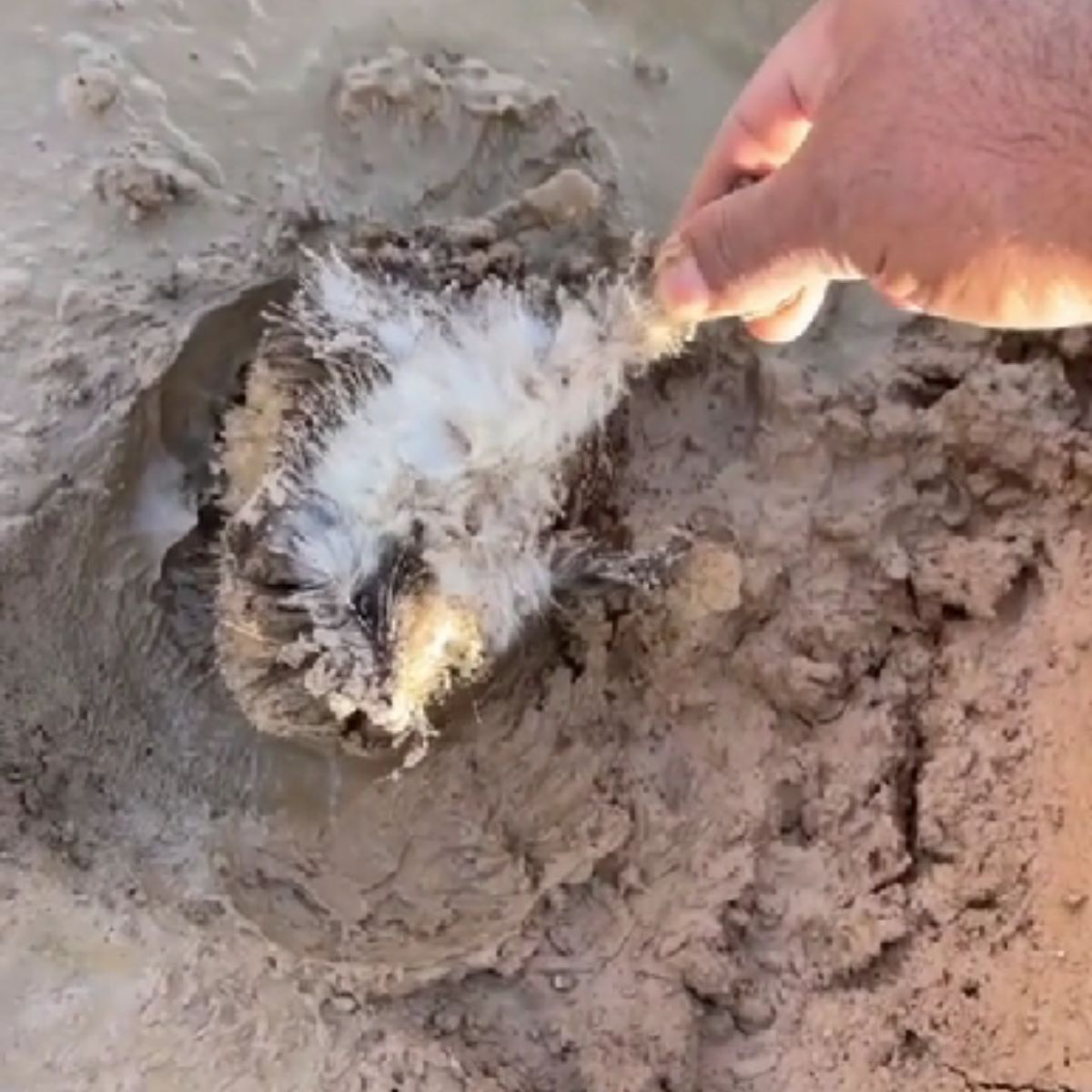 man pulling hedgehog