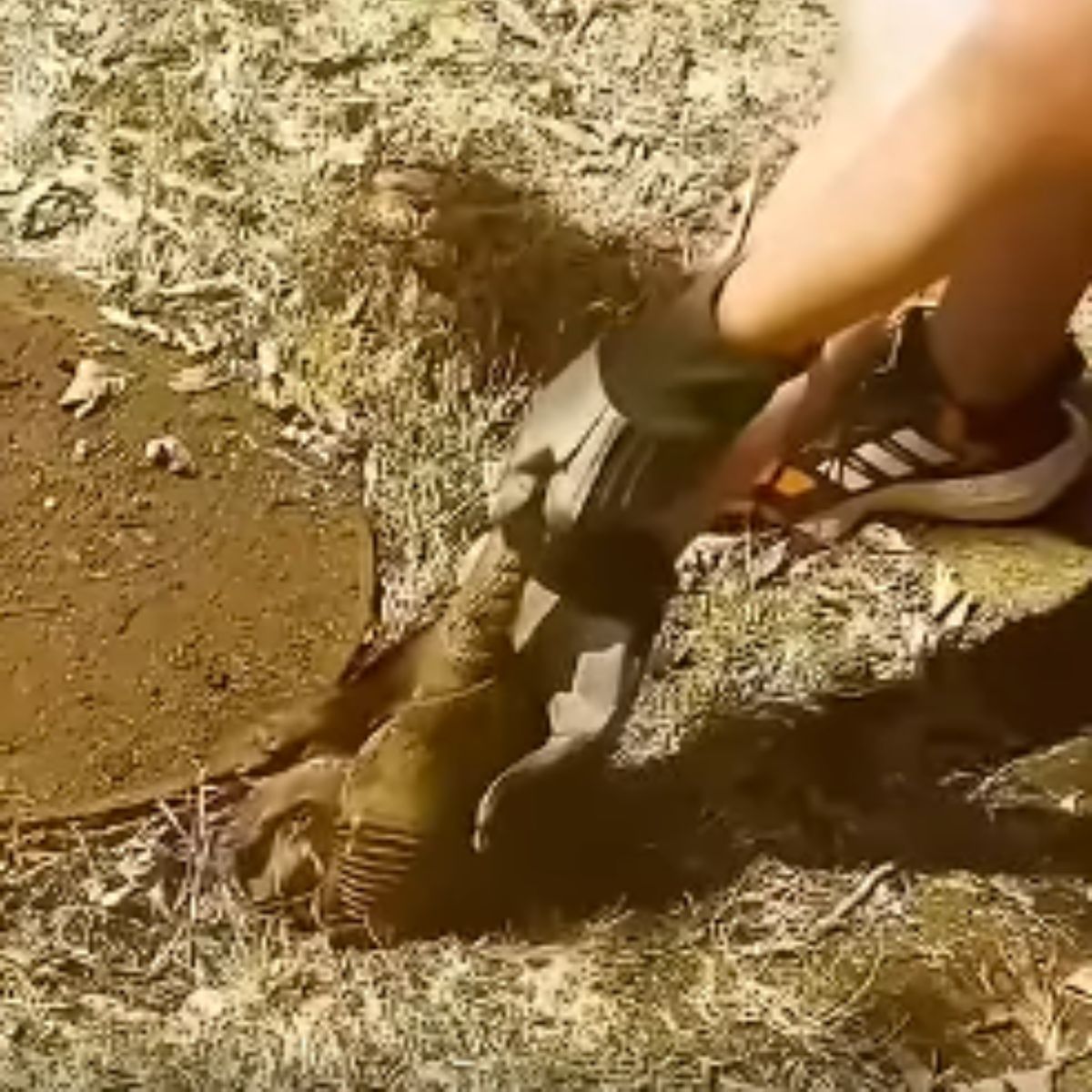 man pulls animal from hole