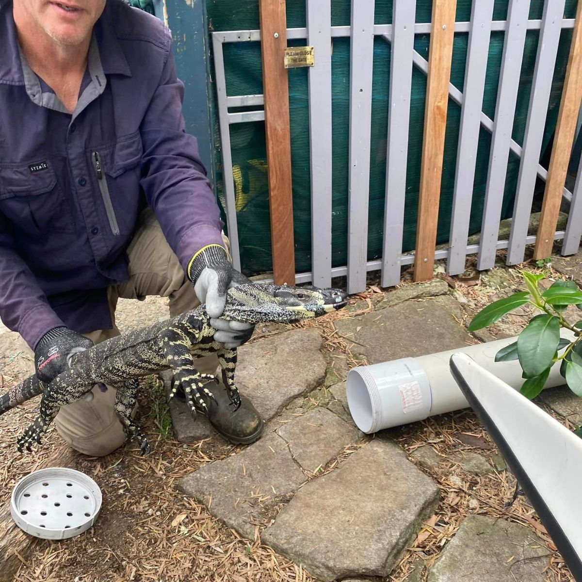 man releasing lizard into wild