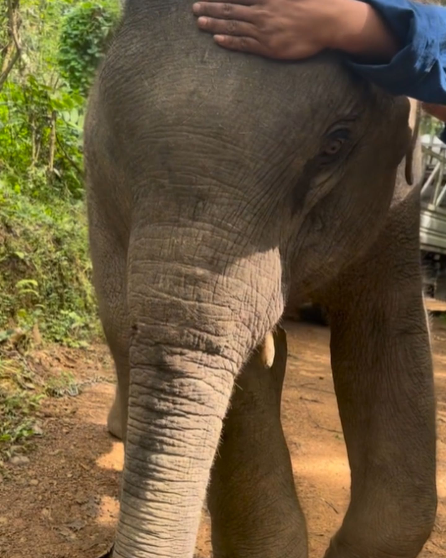 man rescuing elephant