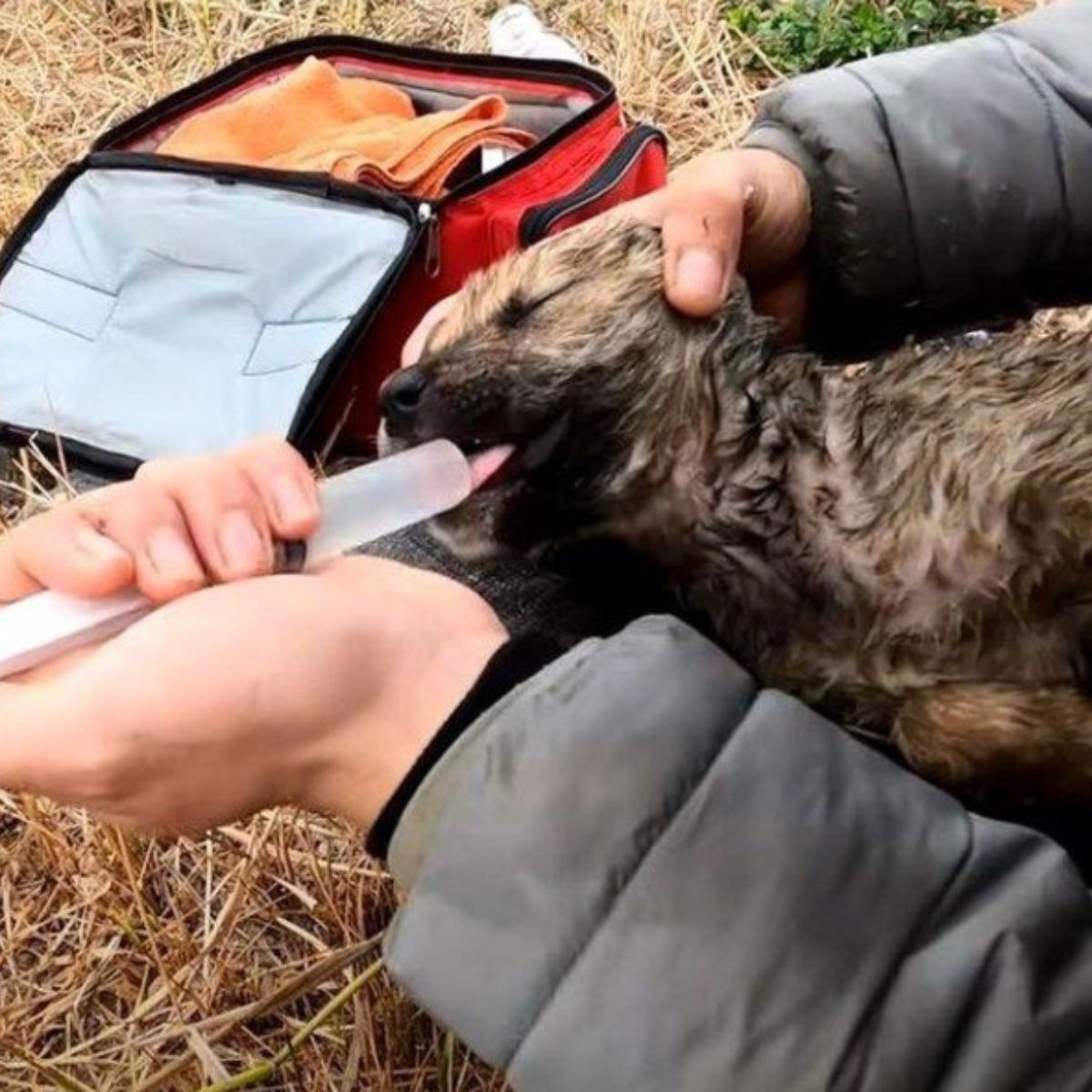 man rescuing puppy