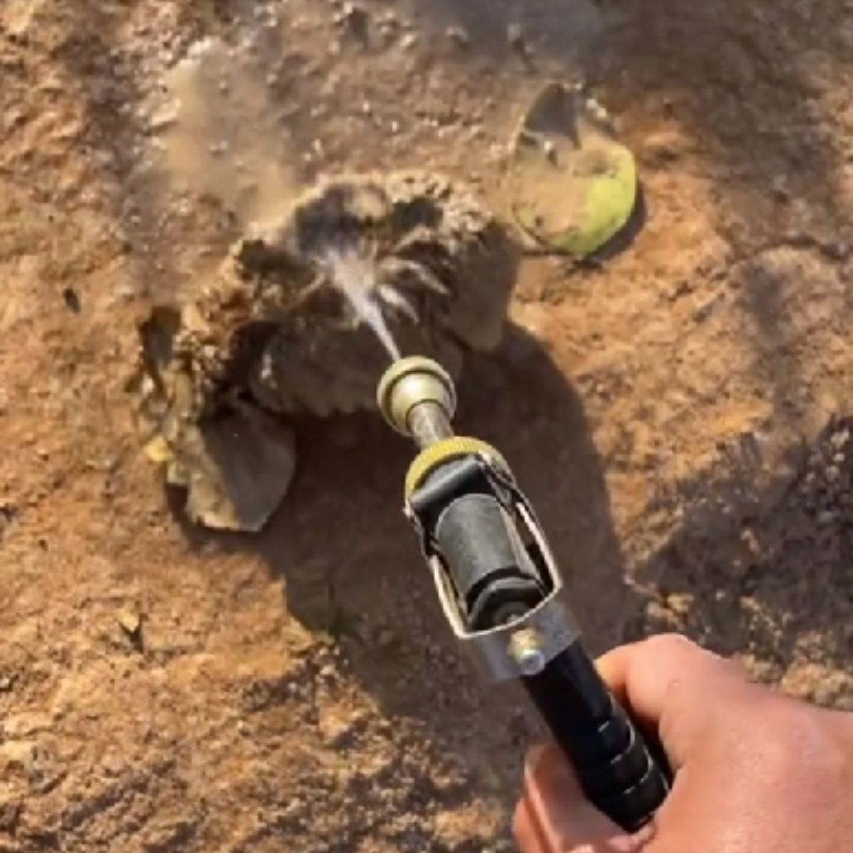 man spraying hedgehog