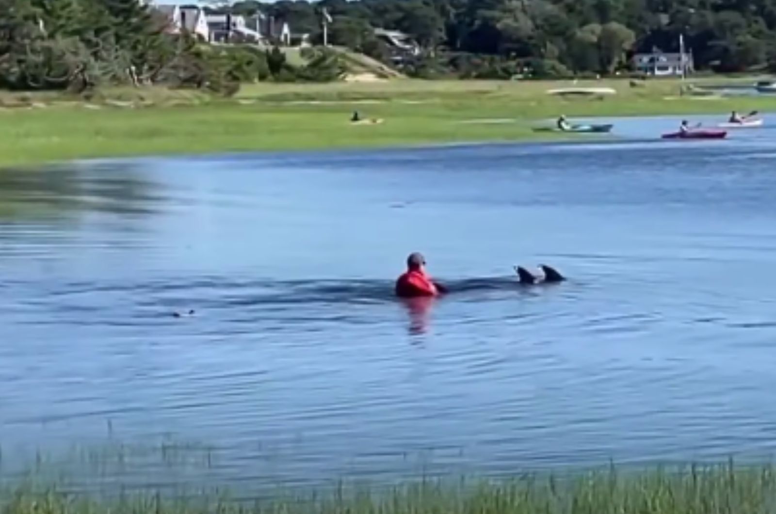 man swimming with dolphin