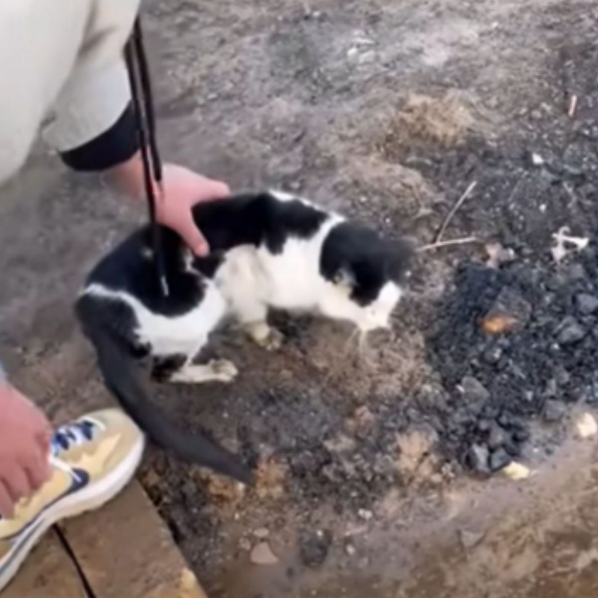 man taking a cat