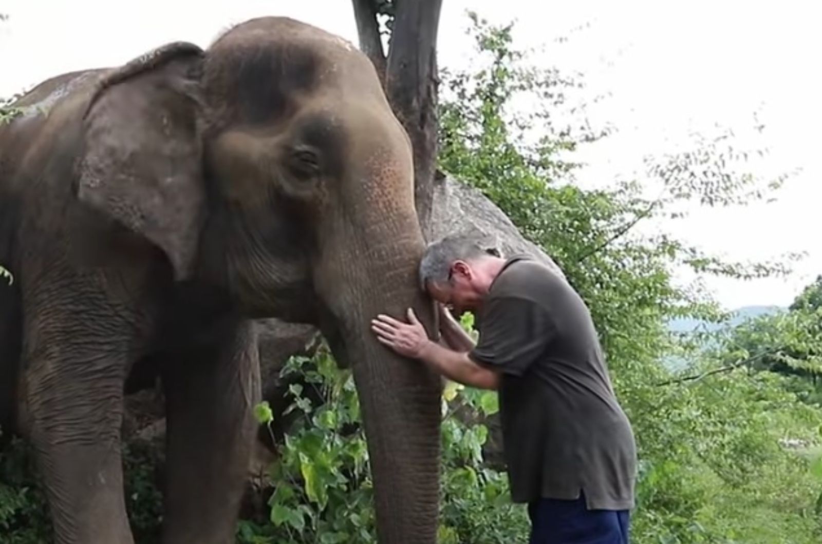 man touching the elephant