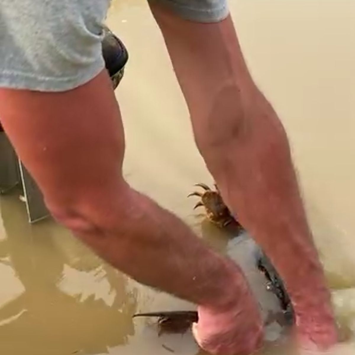 man trying to save a turtle