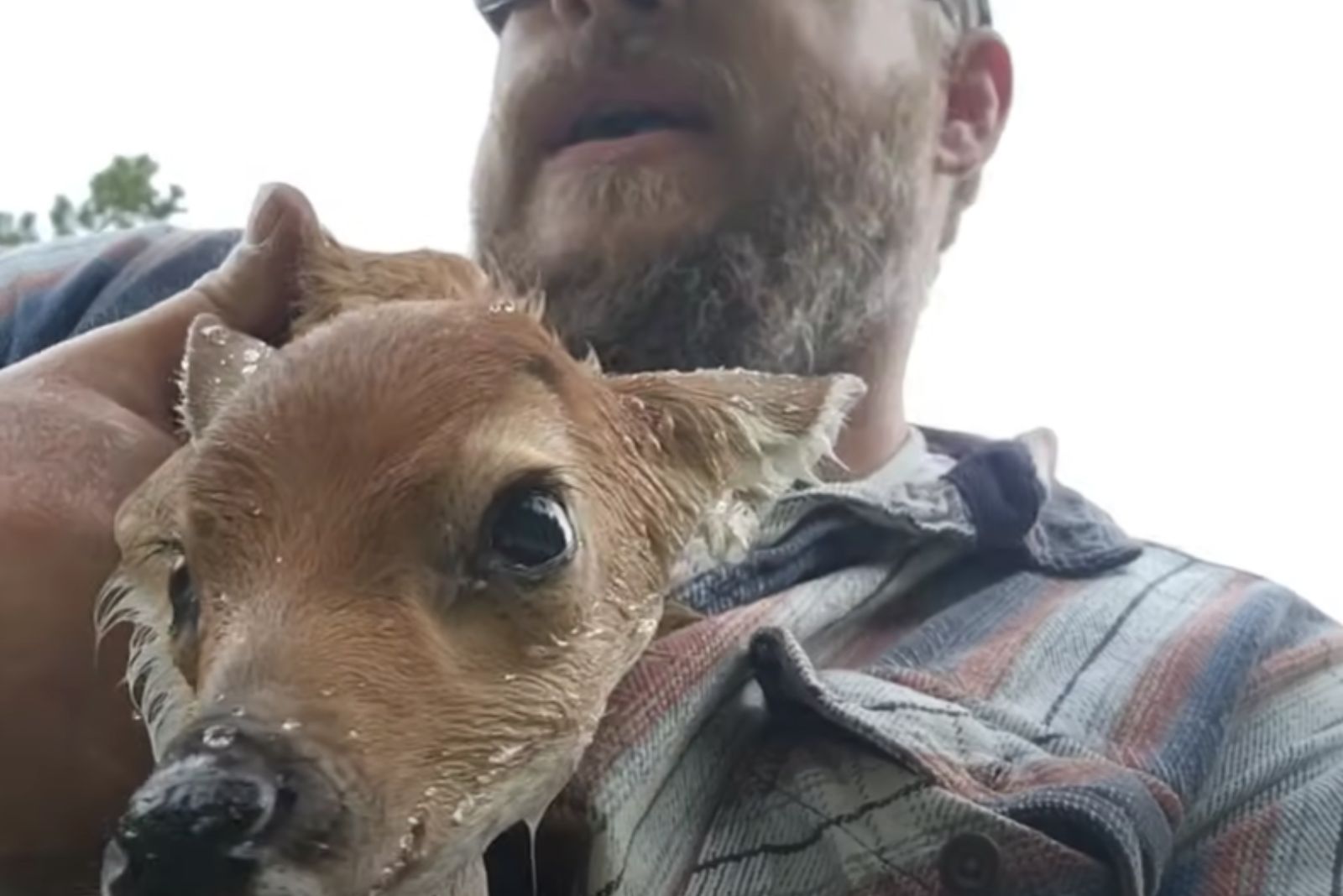 man warming the fawn