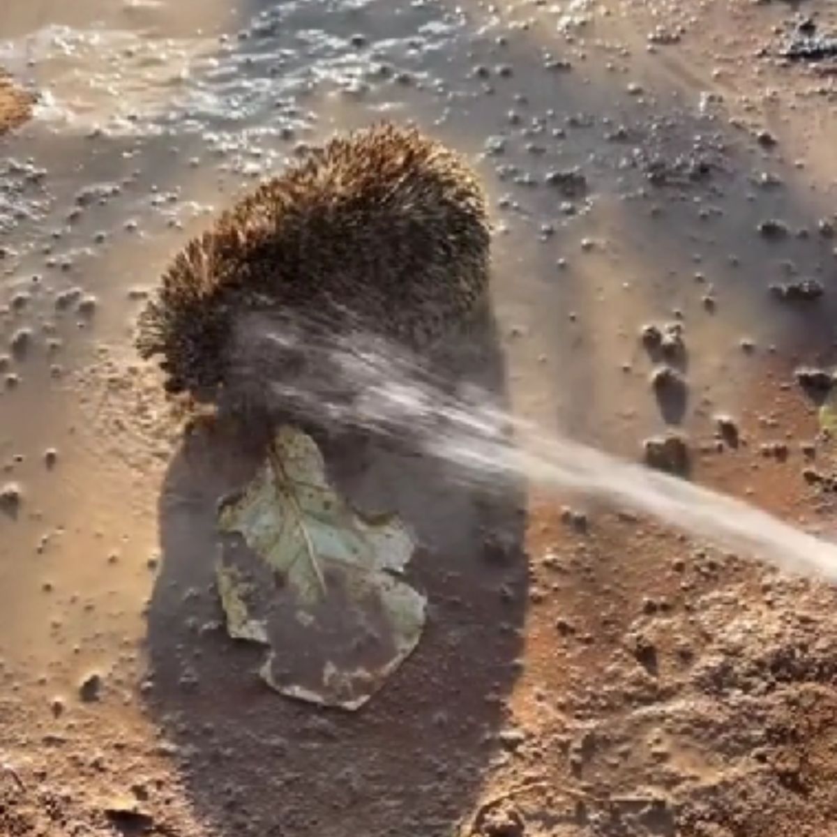 man watering hedgehog