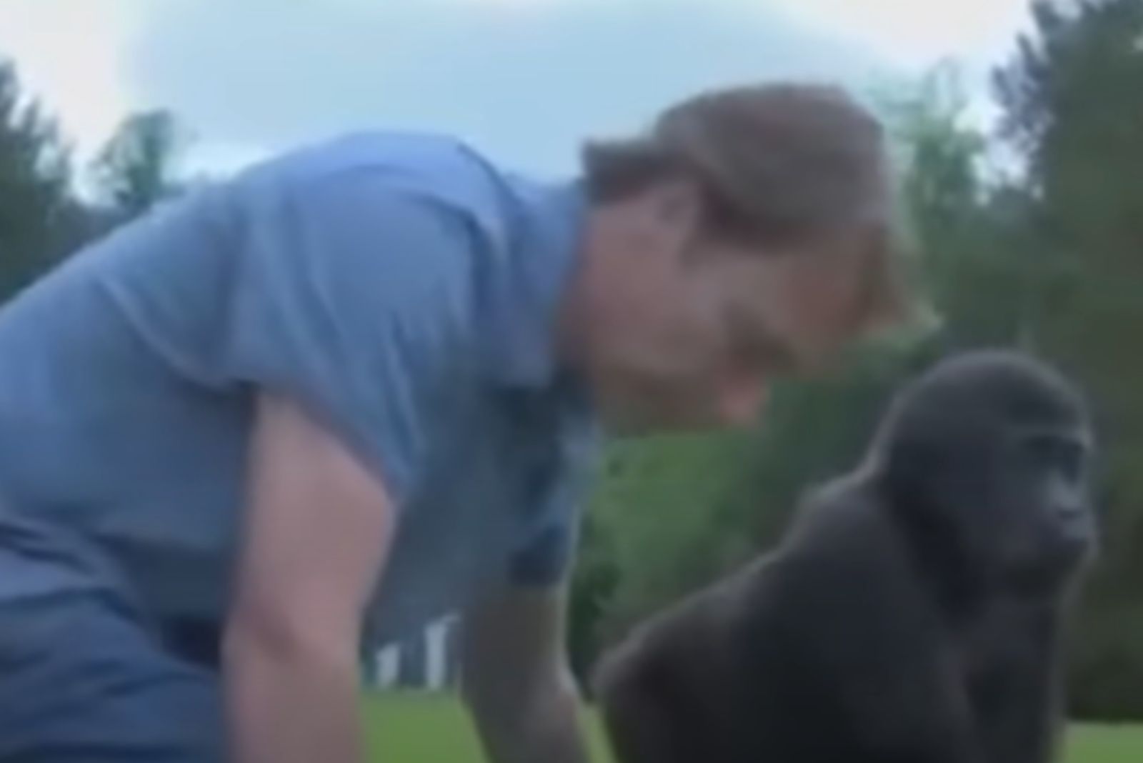 man with gorilla