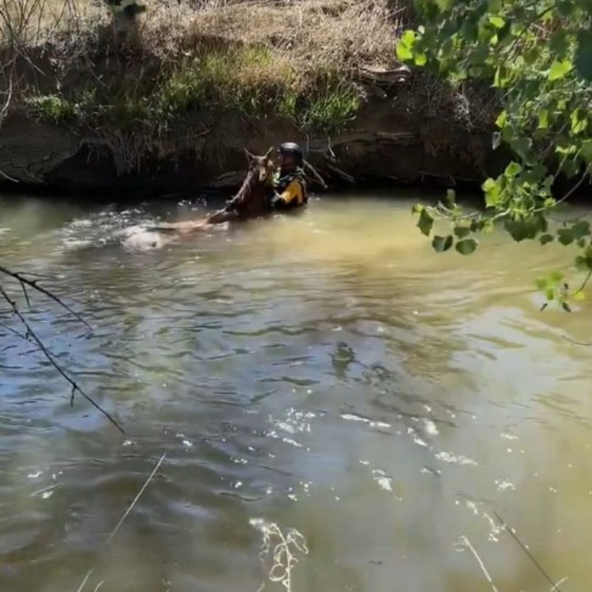 man with horse in water