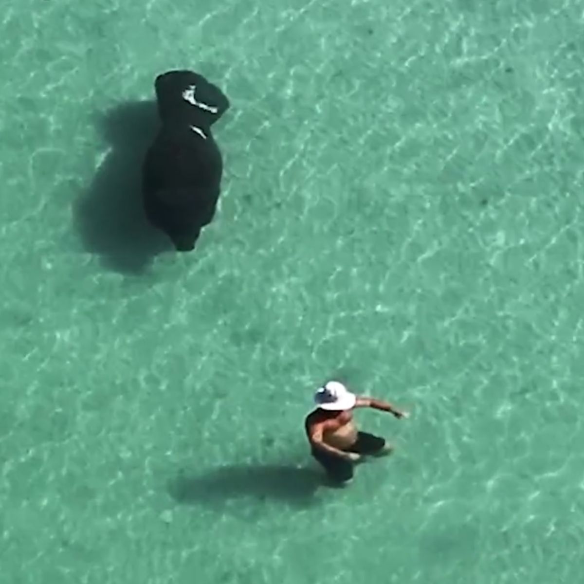 manatee behind the man in a sea