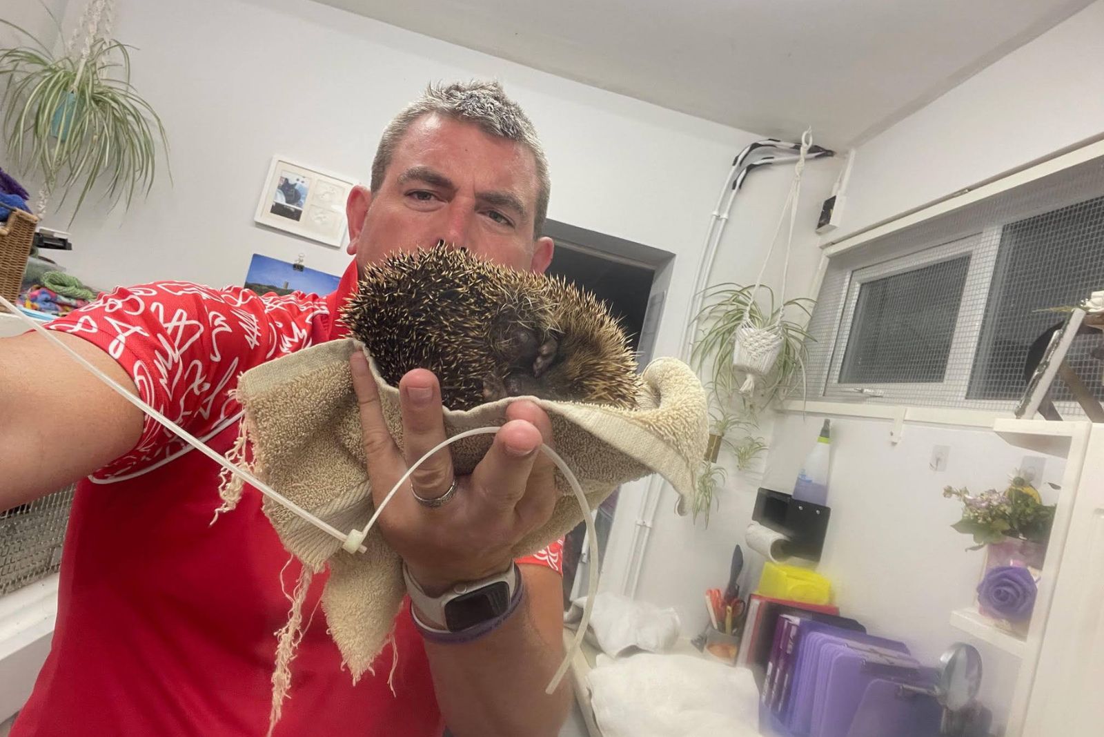 men holding hedhehog and cable tie