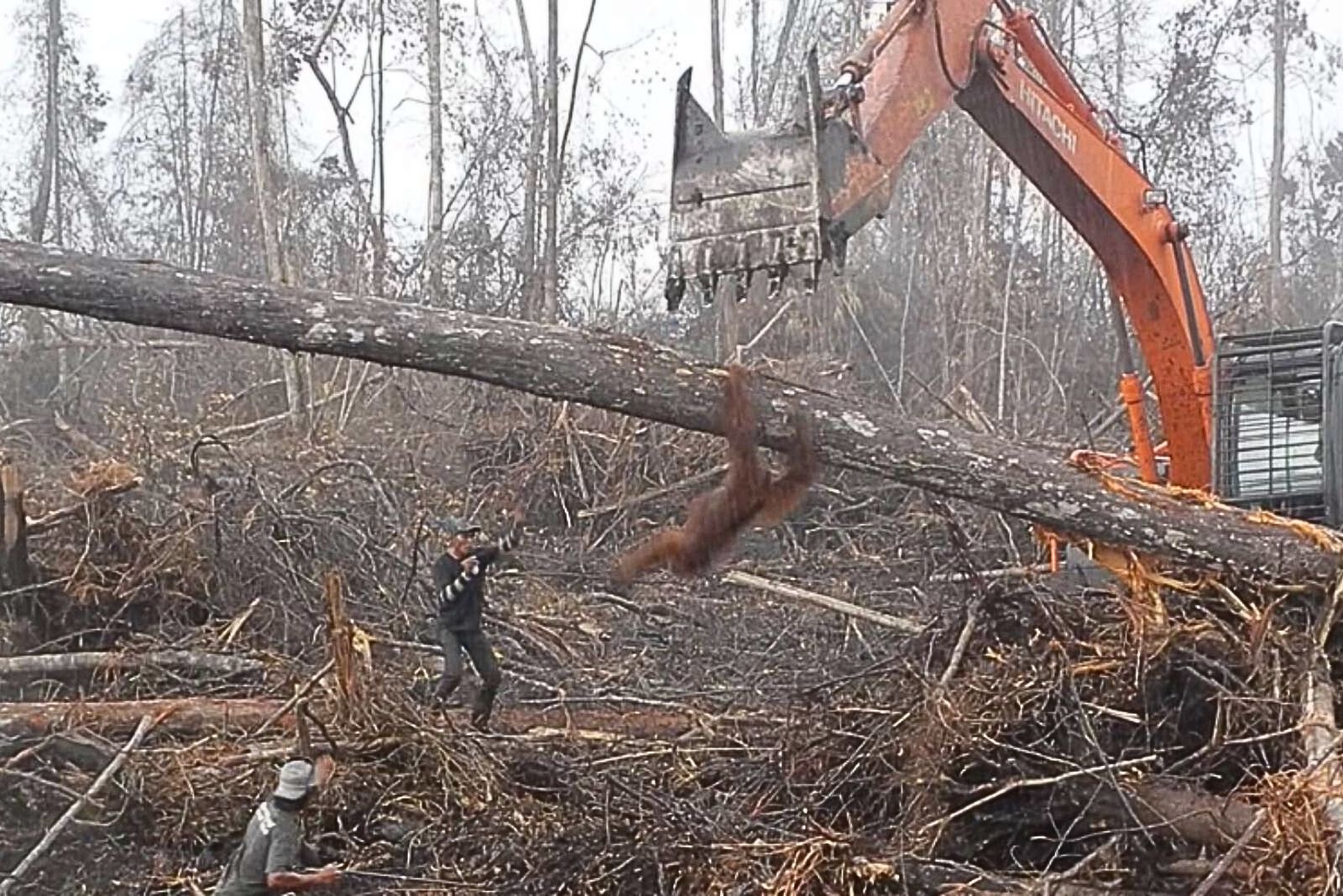 orangutan falling of a tree