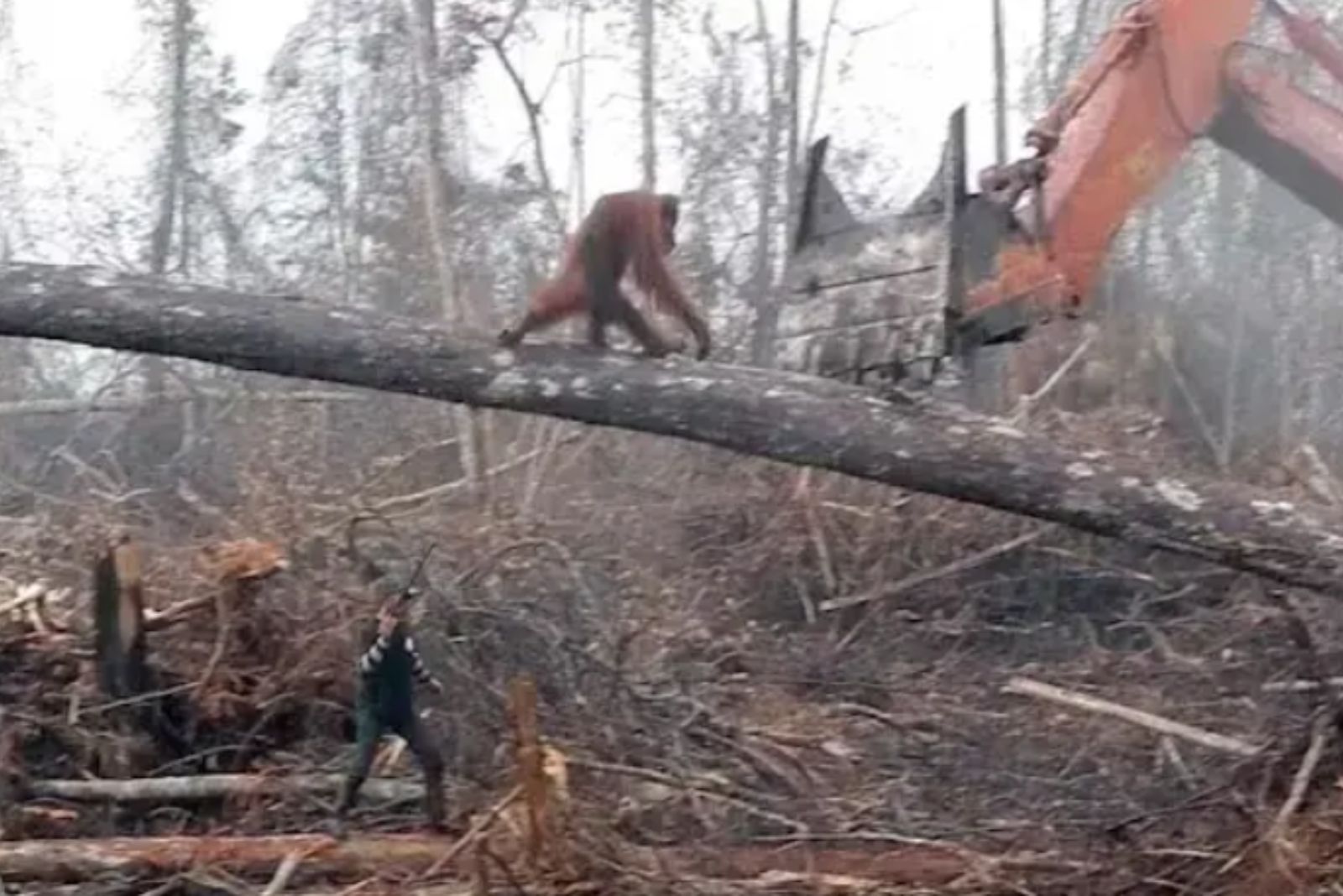 orangutan fighting bulldozer