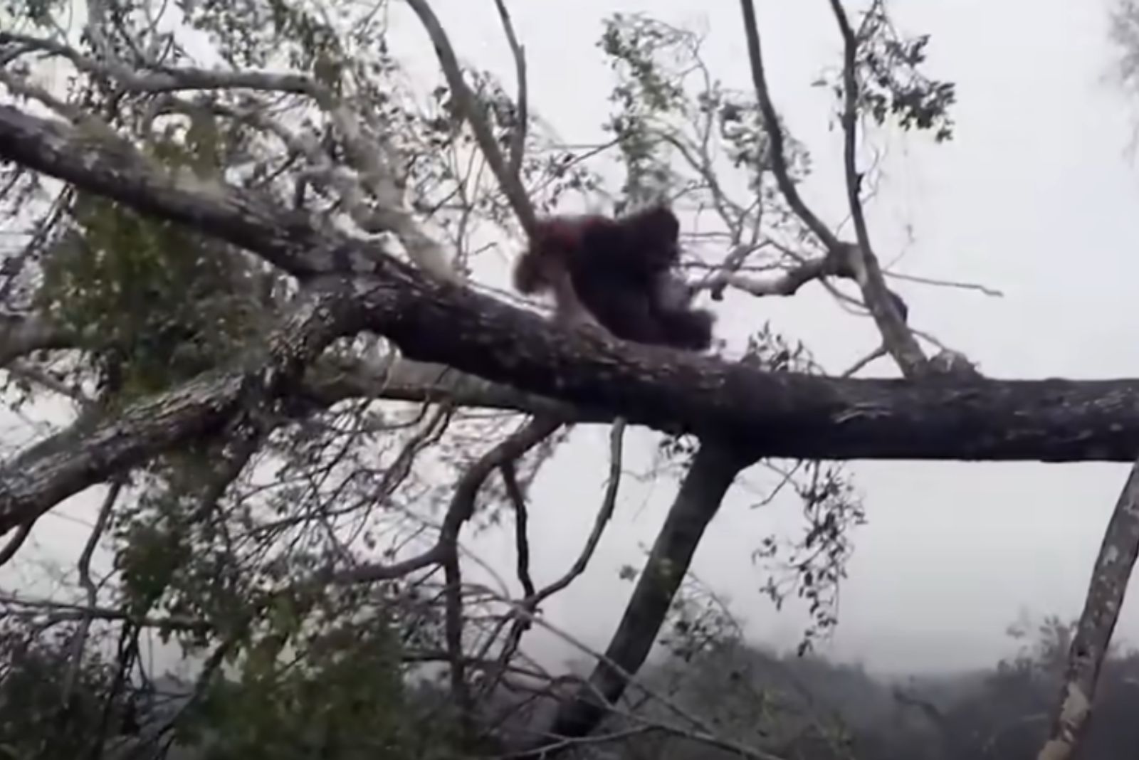 orangutan on the tree