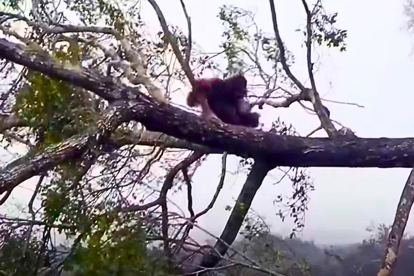 orangutan sitting on a tree