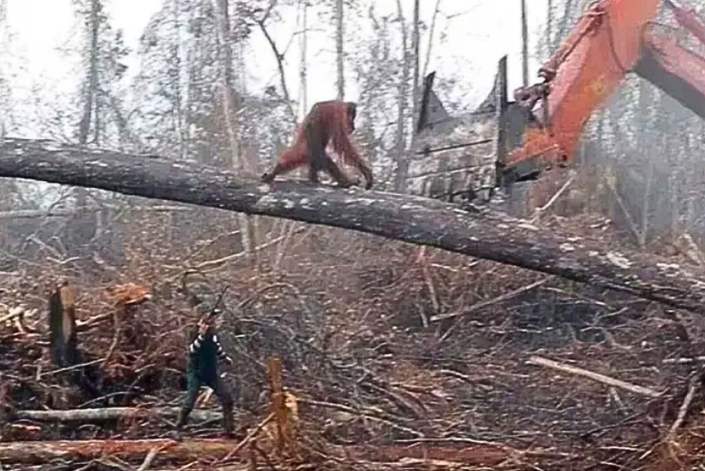 Wild Orangutan Tries To Fight A Bulldozer That’s Destroying The Last ...