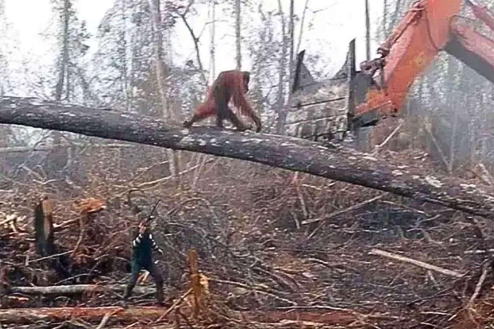 orangutan walking towards bulldozer