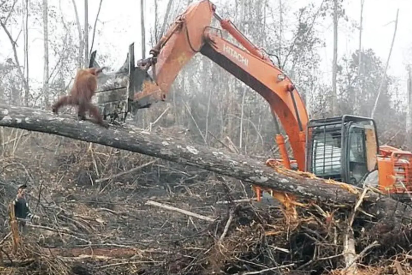 orngutan protecting tree from bulldozer