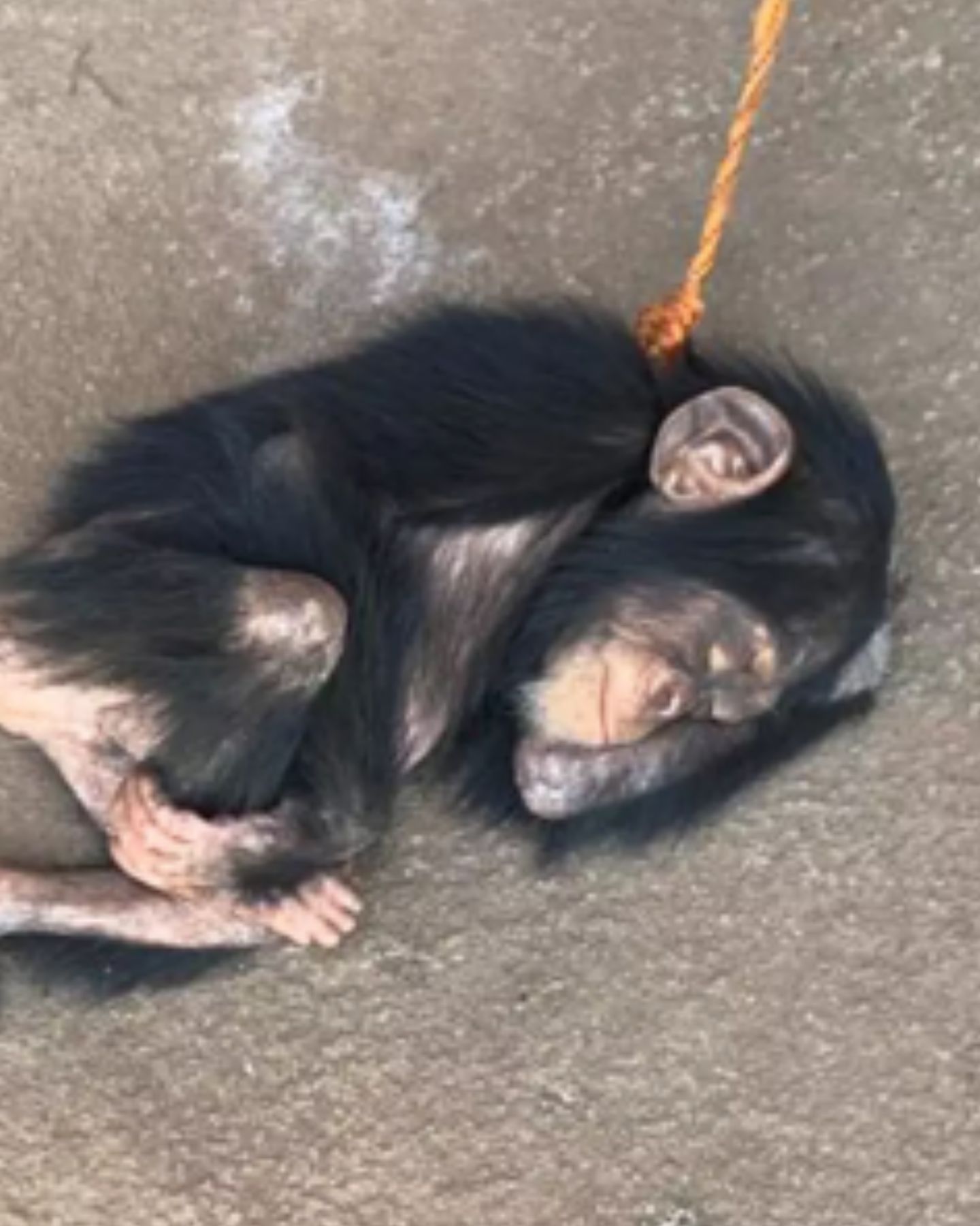 orphaned chimp sleeping